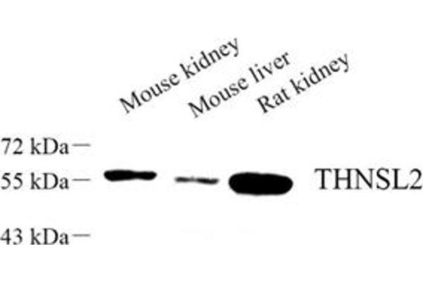 THNSL2 antibody