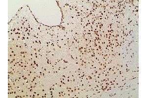 Immunohistochemistry (IHC) image for anti-Ephrin B2 (EFNB2) (C-Term) antibody (ABIN6261455)