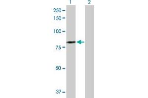 Western Blot analysis of LIMK2 expression in transfected 293T cell line by LIMK2 MaxPab polyclonal antibody. (LIMK2 antibody  (AA 1-686))