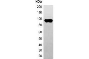 Western blot analysis of over-expressed CBP-tagged protein in 293T cell lysate.