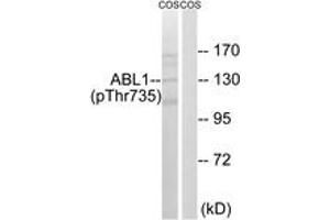 Western blot analysis of extracts from COS7 cells treated with EGF 200ng/ml 30', using ABL1 (Phospho-Thr735) Antibody.