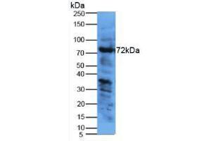 Figure. (KNG1 antibody  (AA 22-379))