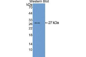 Western Blotting (WB) image for anti-Glutathione S-Transferase alpha 1 (GSTA1) (AA 2-223) antibody (ABIN1078073) (GSTA1 antibody  (AA 2-223))