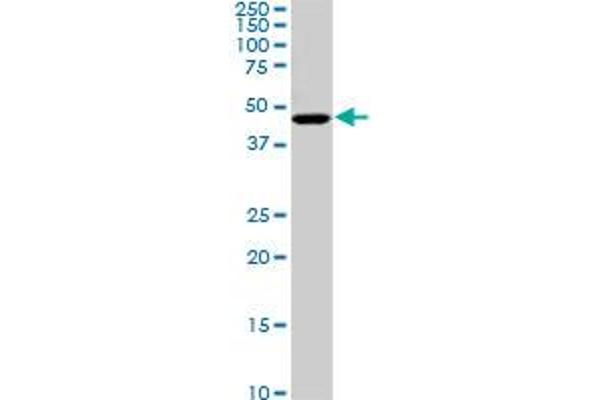 C17orf75 antibody  (AA 1-100)