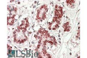 ABIN5539592 (3. (UBASH3A antibody  (AA 470-482))