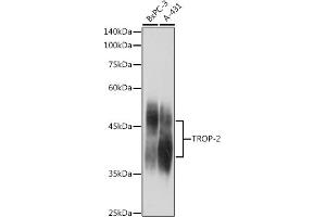 Western blot analysis of extracts of various cell lines, using TROP-2 antibody (ABIN7271104) at 1:1000 dilution. (TACSTD2 antibody  (AA 27-270))