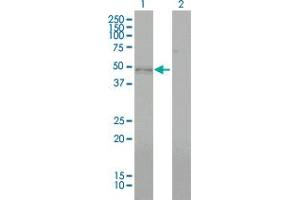 Western Blot analysis of BMP7 expression in transfected 293T cell line by BMP7 monoclonal antibody (M01), clone M1-F8. (BMP7 antibody  (AA 1-431))