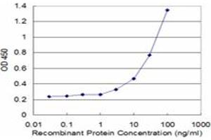 MMP23B antibody  (AA 241-340)