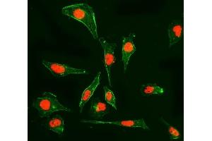 IF analysis of Cyclophilin E/PPIE using anti-Cyclophilin E/PPIE antibody (ABIN7599243). (PPIE antibody  (AA 1-301))