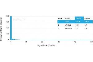 Analysis of Protein Array containing more than 19,000 full-length human proteins using Drebrin-1 Mouse Monoclonal Antibody (DBN1/2879). (DBN1 antibody  (AA 150-281))