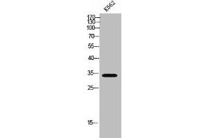 Western Blot analysis of K562 cells using MRGX3 Polyclonal Antibody (MRGPRX3 antibody  (Internal Region))