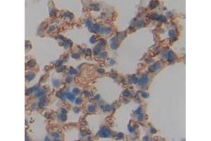 IHC-P analysis of Mouse Tissue, with DAB staining.