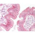 anti-Catenin, beta (CATNB) (C-Term) antibody
