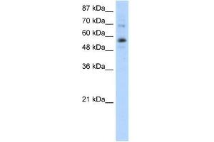 ZNF71 antibody used at 1. (ZNF71 antibody  (N-Term))