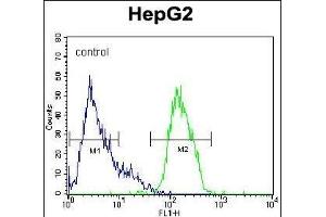 PK1 Antibody (Center) (ABIN391367 and ABIN2841384) flow cytometric analysis of HepG2 cells (right histogram) compared to a negative control cell (left histogram). (ERK2 antibody  (AA 154-183))