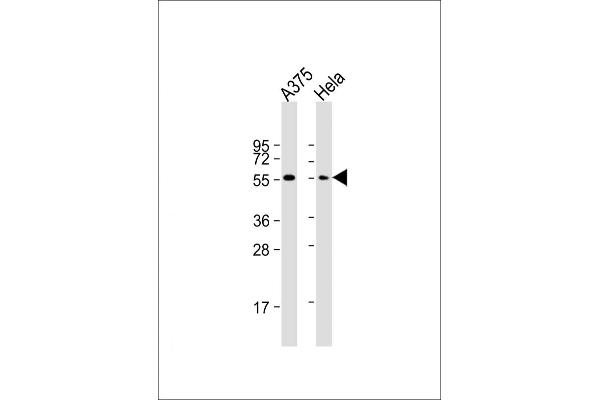 PTRF antibody  (N-Term)