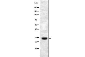 Western blot analysis SEI-1 using HepG2 whole cell lysates