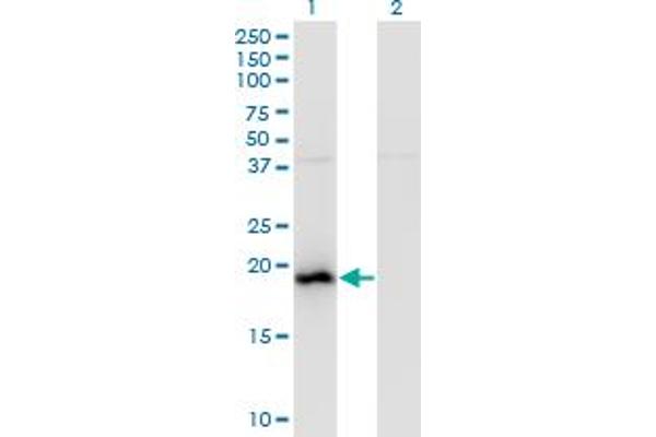 BAALC antibody  (AA 61-145)