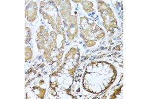 Immunohistochemistry of paraffin-embedded human stomach using NRG4 antibody. (Neuregulin 4 antibody)