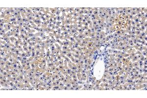 Detection of MBL in Mouse Liver Tissue using Polyclonal Antibody to Mannose Binding Lectin (MBL) (MBL2 antibody  (AA 129-244))