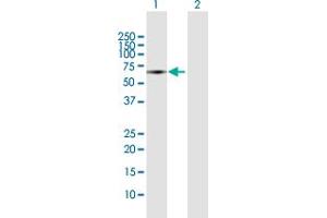 Western Blot analysis of SOCS6 expression in transfected 293T cell line by SOCS6 MaxPab polyclonal antibody. (SOCS6 antibody  (AA 1-535))