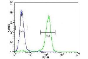 Cyclin C antibody flow cytometric analysis of HeLa cells (right histogram) compared to a negative control (left histogram). (Cyclin C antibody  (AA 1-30))