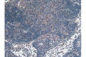 Figure. (IFNA antibody  (AA 24-192))