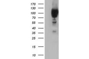 HEK293T cells were transfected with the pCMV6-ENTRY control (Left lane) or pCMV6-ENTRY PIK3AP1 (Right lane) cDNA for 48 hrs and lysed. (PIK3AP1 antibody)