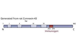 Image no. 3 for anti-Gap Junction Protein, alpha 1, 43kDa (GJA1) (AA 252-270) antibody (ABIN967718) (Connexin 43/GJA1 antibody  (AA 252-270))