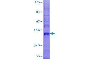 TM4SF4 Protein (AA 1-202) (GST tag)
