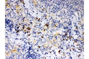 IHC testing of FFPE rat spleen with ATG14L antibody. (ATG14 antibody)