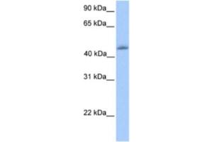 Western Blotting (WB) image for anti-Kruppel-Like Factor 4 (Gut) (KLF4) antibody (ABIN2461717) (KLF4 antibody)