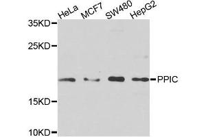 Western blot analysis of extracts of various cell lines, using PPIC antibody. (PPIC antibody  (AA 23-212))