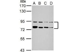WB Image Sample (30 ug of whole cell lysate) A: Jurkat B: K562 C: THP-1 D: NCI-H929 7.