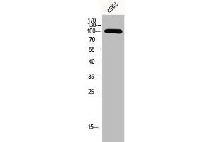 Western Blot analysis of K562 cells using GCP3 Polyclonal Antibody (TUBGCP3 antibody  (Internal Region))