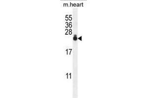 AP1S3 Antibody (N-term) western blot analysis in mouse heart tissue lysates (35µg/lane). (AP1S3 antibody  (N-Term))