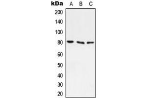 Western blot analysis of ABCF3 expression in A549 (A), H9C2 (B) whole cell lysates. (ABCF3 antibody  (N-Term))