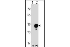 Western blot analysis of YWHAG (arrow) using rabbit polyclonal YWHAG Antibody (Center) (ABIN389486 and ABIN2839545). (14-3-3 gamma antibody  (AA 136-164))