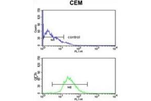 Flow Cytometry (FACS) image for anti-Heat Shock 70kDa Protein 6 (HSP70B') (HSPA6) antibody (ABIN3003879) (HSPA6 antibody)
