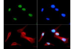 Immunofluorescence of Rabbit Anti-Histone H4 [Monomethyl Arg3] Antibody.