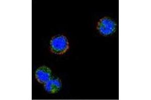 Confocal immunofluorescent analysis of KLRC1 / CD159a Antibody (N-term) Cat. (KLRC1 antibody  (N-Term))