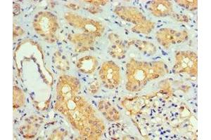 Immunohistochemistry of paraffin-embedded human kidney tissue using ABIN7160250 at dilution of 1:100 (SMAD9 antibody  (AA 1-300))