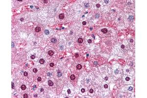 Anti-GSTM1 antibody IHC of human liver. (GSTM1 antibody  (AA 31-80))