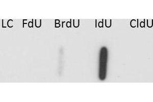 Western Blot of Anti-IdU Antibody. (IdU antibody)