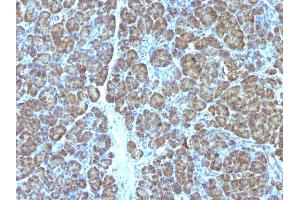 Formalin-fixed, paraffin-embedded human Pancreas stained with Mitochondria Monoclonal Antibody (MTC719). (Mitochondrial Marker antibody)
