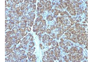 Formalin-fixed, paraffin-embedded human Pancreas stained with Mitochondria Monoclonal Antibody (MTC719). (Mitochondrial Marker antibody)