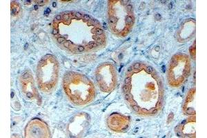 ABIN2563716 (4µg/ml) staining of paraffin embedded Human Kidney.