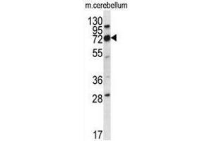 Western blot analysis in mouse cerebellum tissue lysates (35ug/lane) using Cd316 / IGSF8 Antibody .