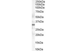 Western Blotting (WB) image for anti-Syntaxin 6 (STX6) (AA 112-122) antibody (ABIN297723) (Syntaxin 6 antibody  (AA 112-122))