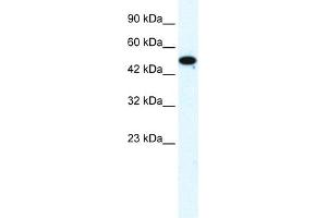 WB Suggested Anti-FLJ31875 Antibody Titration:  1. (ZNF778 antibody  (Middle Region))